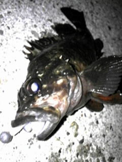 ムラソイの画像