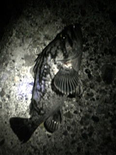 クロソイの画像