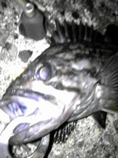 クロソイの画像