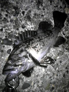 クロソイの画像