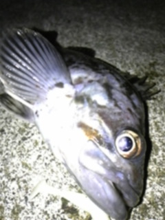 クロソイの画像４