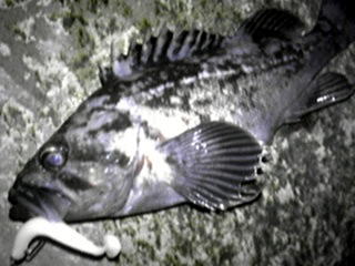 クロソイの画像その1