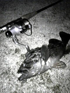 クロソイの画像4