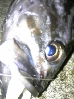 クロソイの画像３