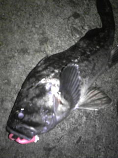 クロソイの画像3